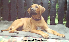 Neman of Mombasa