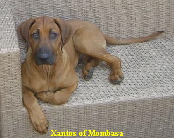 Xantos of Mombasa