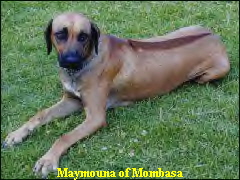 Maymouna of Mombasa