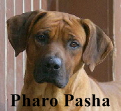 Pharo Pasha