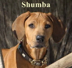 Shumba