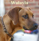 Walayla
